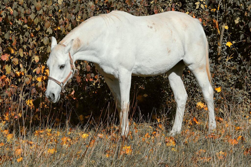 horse, white, pasture-4566617.jpg
